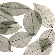 Скелетированные листья чёрные ~ 45-90 мм (10 шт)
