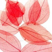 Скелетированные листья красные ~ 45-90 мм (10 шт)